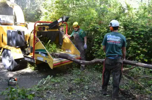 tree services Frisco